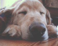 Κοιμούνται οι σκύλοι σαν άνθρωποι;